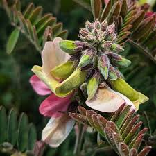 Image result for Tephrosia rhodesica