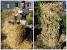Tomato Straw Bale Gardening