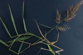 Image result for Melinis minutiflora