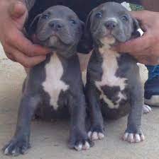 Xl bully pups white (blue eyed) (8 weeks old) born 26/12/20 ready to go to there new caring homes 1 male left (blue eyed) 2 females first injections done 23/02/21 here for sale we have a beautiful litter of quality american bully puppies for sale platinum lilac cream white & blue fawn. Pitbull Puppies For Sale Near Me Pitbull Puppies Pitbull Puppies For Sale Pitbulls