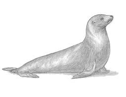 How To Draw A Seal Sea Lion Read on to check out her adorable seals' adventures! how to draw a seal sea lion