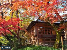 Des milliers de fonds d'écran, de graphismes, d'images partagés par les internautes. Fond D Ecran Couleurs D Automne Au Japon