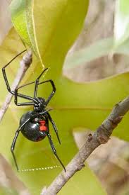 Bravo to this company for their knowledge in helping us with our pest problem. Get Professional Oviedo Pest Control Services Biodiversity