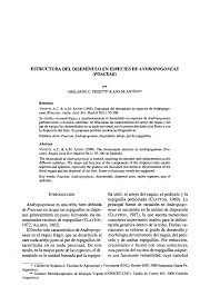 Image result for Rhytachne subgibbosa