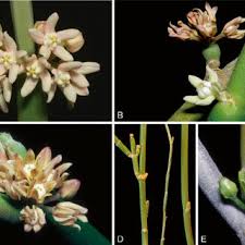 Image result for Cynanchum orangeanum