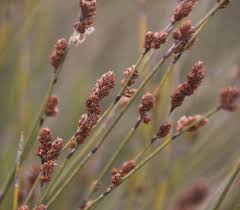 Image result for Restionaceae