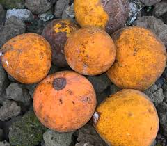 Image result for Landolphia ligustrifolia