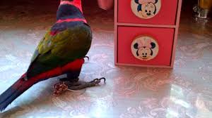 A) nyaris b) dekat c) renggang d) singkat kata adjektif (jarak, perasaan, pancaindera) Cara Memandikan Burung Nuri Agar Cepat Jinak By Sofyan Hidayah