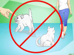 كيفية إيقاف نحيب القطط 13 خطوة صور توضيحية wikihow