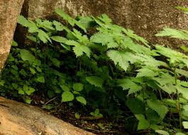 Image result for Girardinia diversifolia