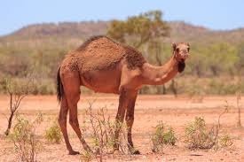 First, a camel's internal body temperature has a far greater range than our bodies. Love Them Or Hate Em Feral Camels Are A Plague In The Outback