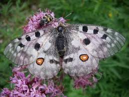 Image result for Parnassius apollo