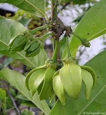 Image result for Artabotrys monteiroae