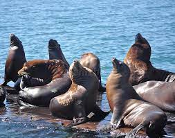 Harbor Seals In Morro Bay California Stock Photo Image Of Sailing Waterfront 27481198