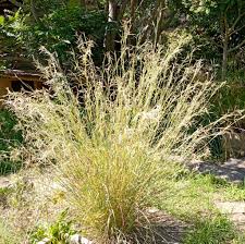 Image result for Hyparrhenia formosa