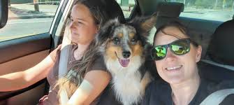 Hi there! New to the group. This is my little nuggett Maverick. He is a 2  yr old toy aussie. I will also be bringing home a sister for him in 3