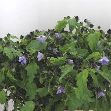 Image result for Nicandra physalodes