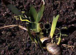 Image result for Eriocoelum microspermum