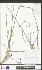 Image result for Elionurus muticus