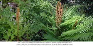 Image result for Synadenium cameronii