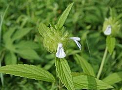 Image result for Leucas neuflizeana