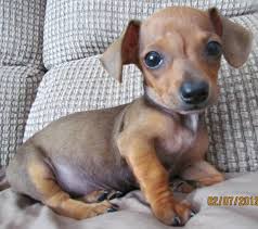 Pin By Rachael B On Adorable Chiweenie Puppies Chiweenie Dogs Puppies