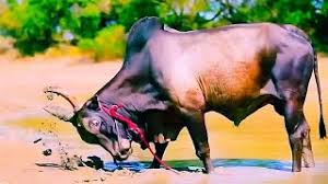 2019 Jallikattu Promo Believer Song Version Jallikattu Status 2019 Jallikkattu Youtube Attur ricemill murugesan kaalai | jallikattu peravaijallikattu peravai. 2019 jallikattu promo believer song