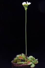 You can buy gallon jugs from your local grocery store (usually about $0.99 each), get the stuff. Hank Green On Twitter Venus Fly Traps Have To Put Their Flowers Really Far Away From Their Traps So They Don T Accidentally Kill Their Pollinators And I Love It So Much Https T Co W8h7ae1lxm