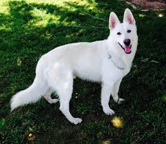 Our standards for german shepherd breeders in wisconsin were developed with leading veterinarians and animal welfare experts. 19 Pets Misc P Ideas German Shepherd Dogs White German Shepherd Shepherd Dog