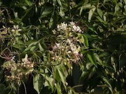 Image result for Crateva