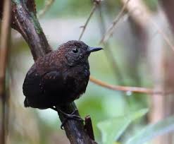 Image result for Micrargeriella