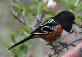 Medium Sized Bird Black Hood Striped Back Red Wings Yellow Beak Google Search In 2020 Hood Stripe Bird Black Hood
