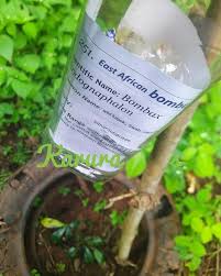 Image result for Bombax rhodognaphalon