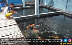 Menurut psikolog, setiap budaya memiliki cara pandang yang berbeda dalam memaknai ikan. Budidaya Ikan Koi Omzet Puluhan Juta Rupiah Per Bulan Jpnn Com
