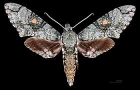 Gode competed up to intermediate level before commencing a breeding career. Manduca Florestan Wikipedia