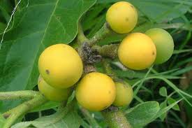 Image result for Solanum chrysotrichum
