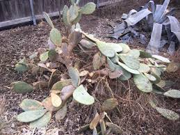 A cactus' thick, waxy skin and sharp spines are simply the plant's way of fending off predators and surviving in an environment of scorching sun, pitiless heat and lack of water. It Got Really Cold What Does That Mean For Texas Biodiversity