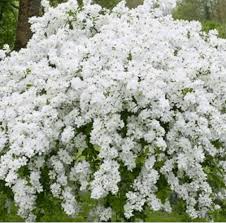Image result for Exochorda
