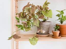 Syngonium is known by several names including arrowhead vine, arrowhead plant, arrowleaf plant, american evergreen, goosefoot plants. Arrowhead Vine Indoor Plant Care Growing Guide
