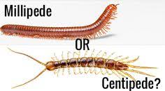 This is where professional pest control exterminators come into play. 70 Bloggin Out Ideas Pest Control Cheap Mattress Bed Bugs Pictures