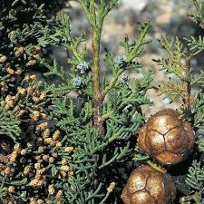 Image result for Cupressus sempervirens