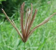 Image result for Leptochloa uniflora