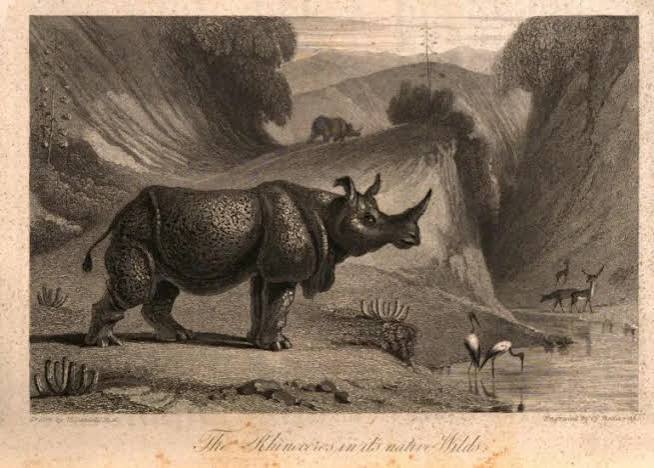 Rhino fight in Baroda — Rhino Resource Center