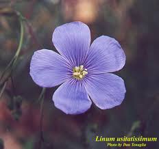 Image result for Linum usitatissimum