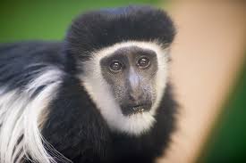 Colobus Monkey