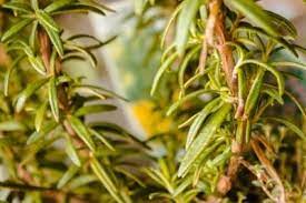 Black spot is a horrible disease that can attack every leaf on your plant. Is My Rosemary Sick Learn About Common Diseases Of Rosemary Plants
