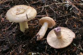 Image result for Lactarius mutabilis