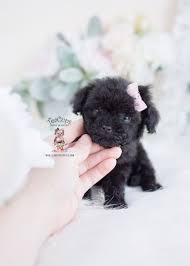 Black And White Parti Toy Poodle Tiny Black Toy Poodle For Sale Teacup Puppies 058 C Dog Behavior Training Dog Training Collar Dog Behavior
