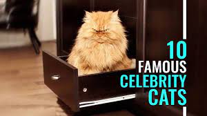 10 Most Famous Celebrity Cats Of The Internet Petmoo