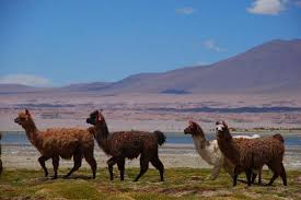Phillipi's erforschung der sogenannten wüste atacama 1853/54 , in petermanns mitteilungen 1856: San Pedro De Atacama Chile Altiplano Bild Von San Pedro De Atacama Antofagasta Region Tripadvisor